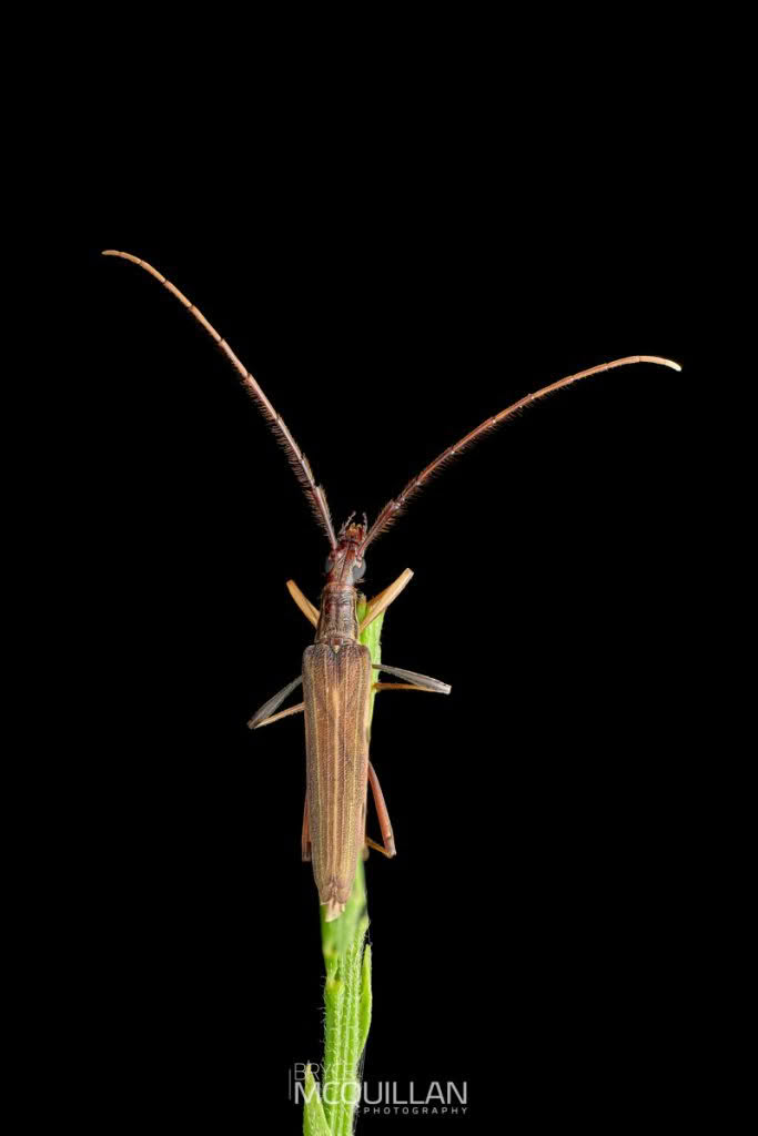 BMcQ-N70812.tif (Stenopotes pallidus), cerambycidae, photographed in New Zealand by Bryce McQuillan