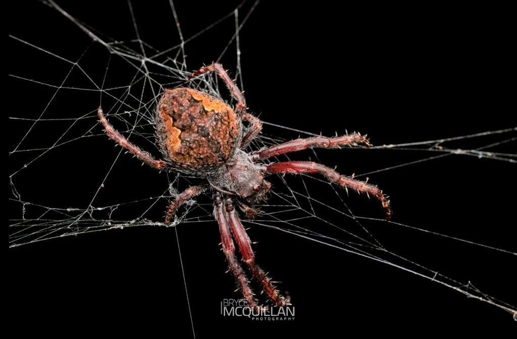 Socca pustulosa, Araenidae, photographed in New Zealand by Bryce McQuillan