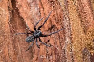 Badumna spp, Desidae, photographed in New Zealand by Bryce McQuillan
