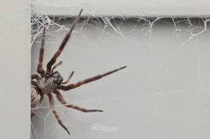 Badumna spp, Desidae, photographed in New Zealand by Bryce McQuillan