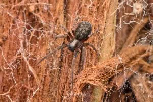 Badumna spp, Desidae, photographed in New Zealand by Bryce McQuillan