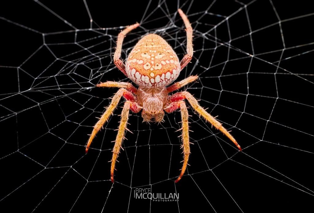 Zealaranea trinotata, Araenidae, photographed in New Zealand by Bryce McQuillan