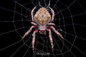 Used in Photowarehouse Kase closeup article