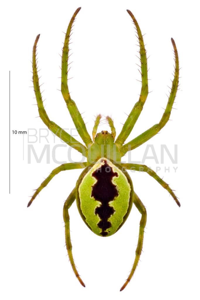 Spiders – BNM-08803E (Colaranea melanoviridi), Arkyidae, photographed in New Zealand by Bryce McQuillan