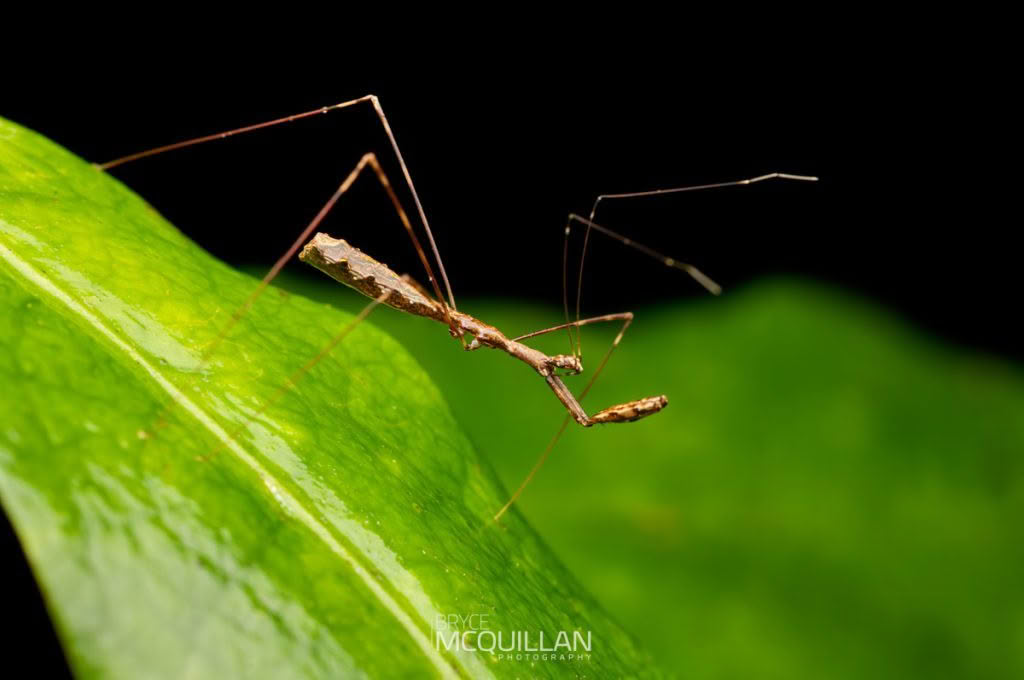 New Zealand’s (Assassin bugs) photographed by Bryce McQuillan