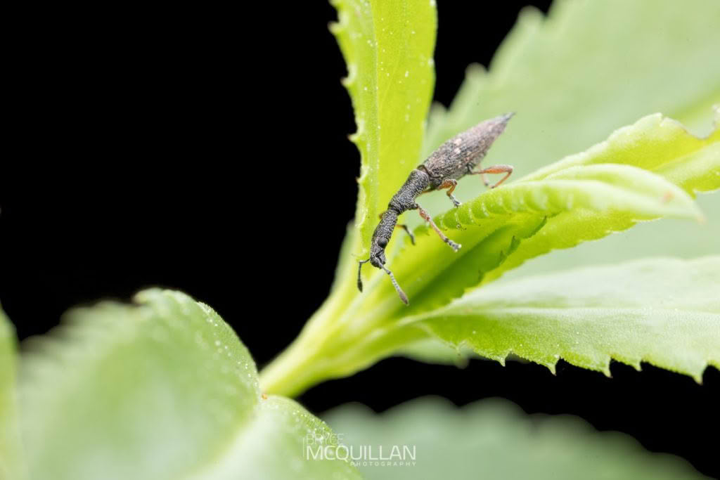 Haloragis weevil (Rhadinosomus acuminatus), photographed in New Zealand by Bryce McQuillan
