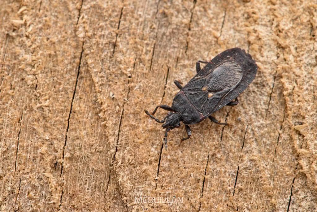 Aradidae – Flat Bugs, Aradidae, photographed in New Zealand by Bryce McQuillan