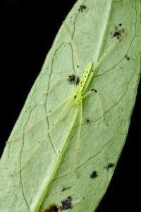 Ischalea spinipes, Desidae, photographed in New Zealand by Bryce McQuillan