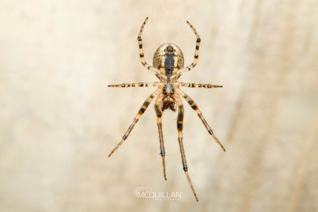 Zygiella x-notata, Araenidae, photographed in New Zealand by Bryce McQuillan