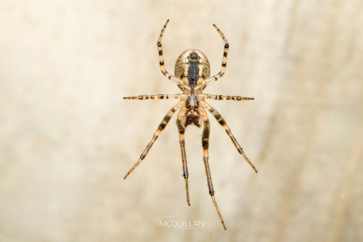 Zygiella x-notata, Araenidae, photographed in New Zealand by Bryce McQuillan