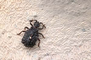 Used in Photowarehouse Kase closeup article