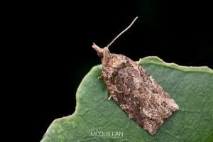 Used in Photowarehouse Kase closeup article