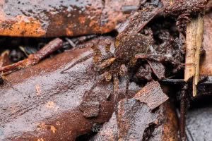 Artoria hospita, Lycosidae, photographed in New Zealand by Bryce McQuillan