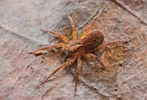 Artoria hospita, Lycosidae, photographed in New Zealand by Bryce McQuillan