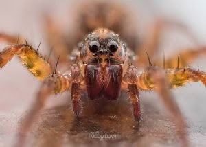 Artoria hospita, Lycosidae, photographed in New Zealand by Bryce McQuillan