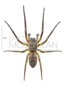 Amaurobioides sp, Anyphaenidae, photographed in New Zealand by Bryce McQuillan