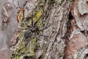 Badumna spp, Desidae, photographed in New Zealand by Bryce McQuillan