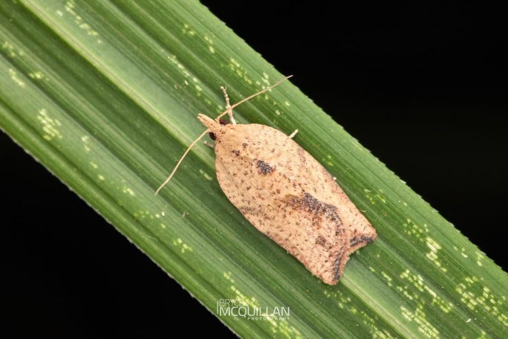 Light Brown Apple Moth (Epiphyas postvittana), Tortricidae, photographed in New Zealand by Bryce McQuillan