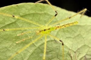 Ischalea spinipes, Desidae, photographed in New Zealand by Bryce McQuillan