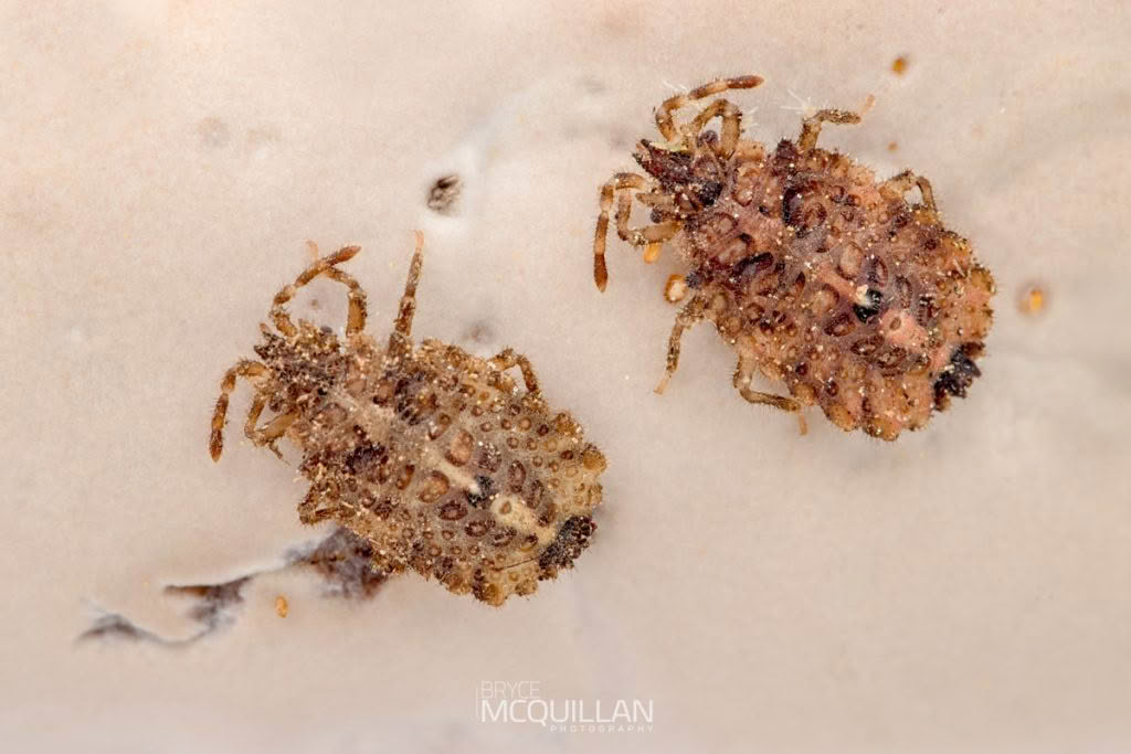 Aradidae – Flat Bugs, Aradidae, photographed in New Zealand by Bryce McQuillan