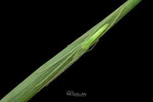Ischalea spinipes, Desidae, photographed in New Zealand by Bryce McQuillan