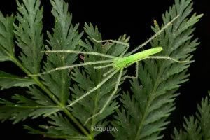 Ischalea spinipes, Desidae, photographed in New Zealand by Bryce McQuillan