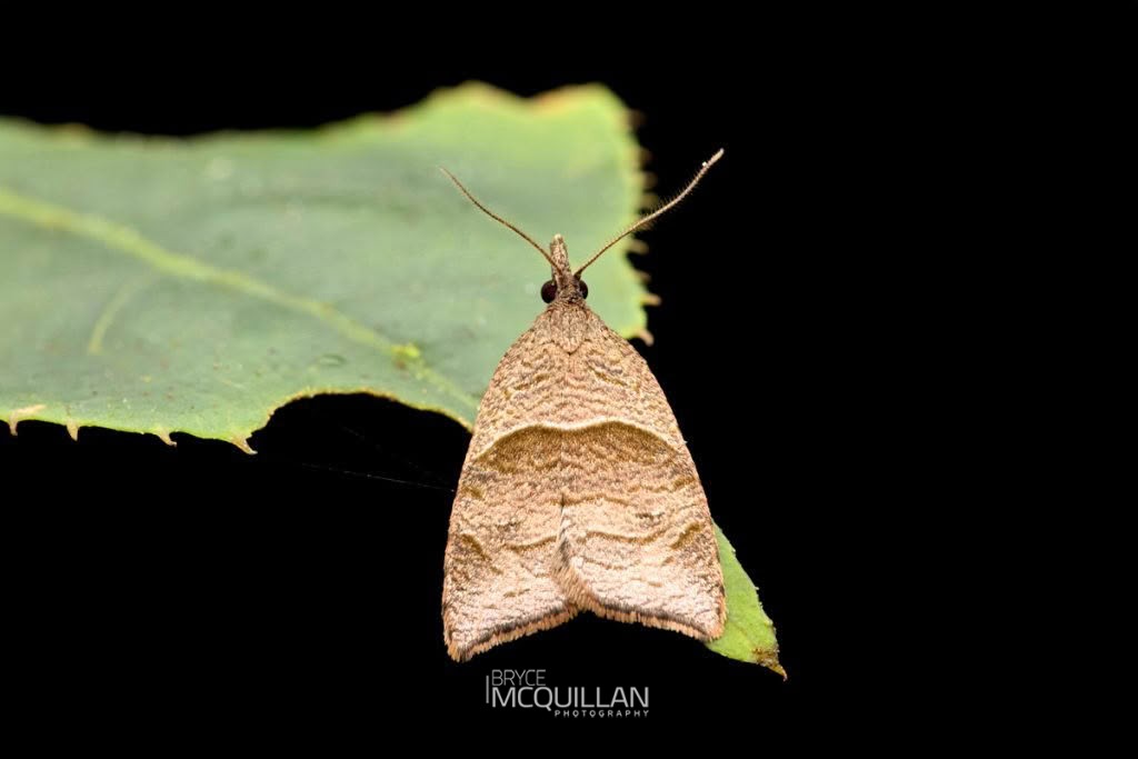 Cnephasia incessana, Tortricidae, photographed in New Zealand by Bryce McQuillan