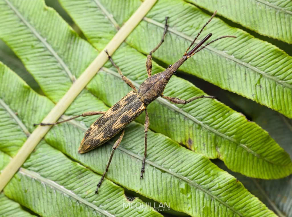 BNM-W230554E.tif (Lasiorhynchus barbicornis), photographed in New Zealand by Bryce McQuillan