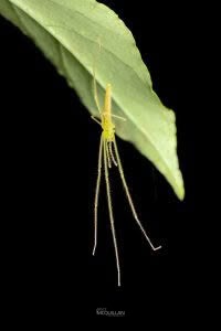 Ischalea spinipes, Desidae, photographed in New Zealand by Bryce McQuillan
