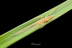 Ischalea spinipes, Desidae, photographed in New Zealand by Bryce McQuillan