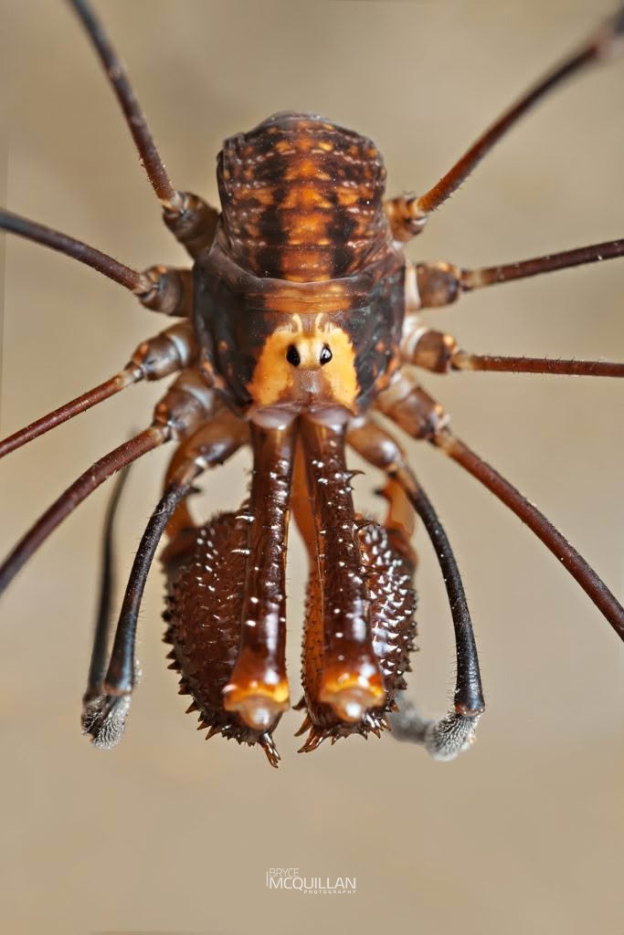 Puwere pureora, Neopilionidae, photographed in New Zealand by Bryce McQuillan