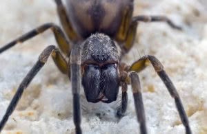 Amaurobioides sp, Anyphaenidae, photographed in New Zealand by Bryce McQuillan