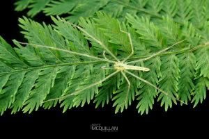 Ischalea spinipes, Desidae, photographed in New Zealand by Bryce McQuillan