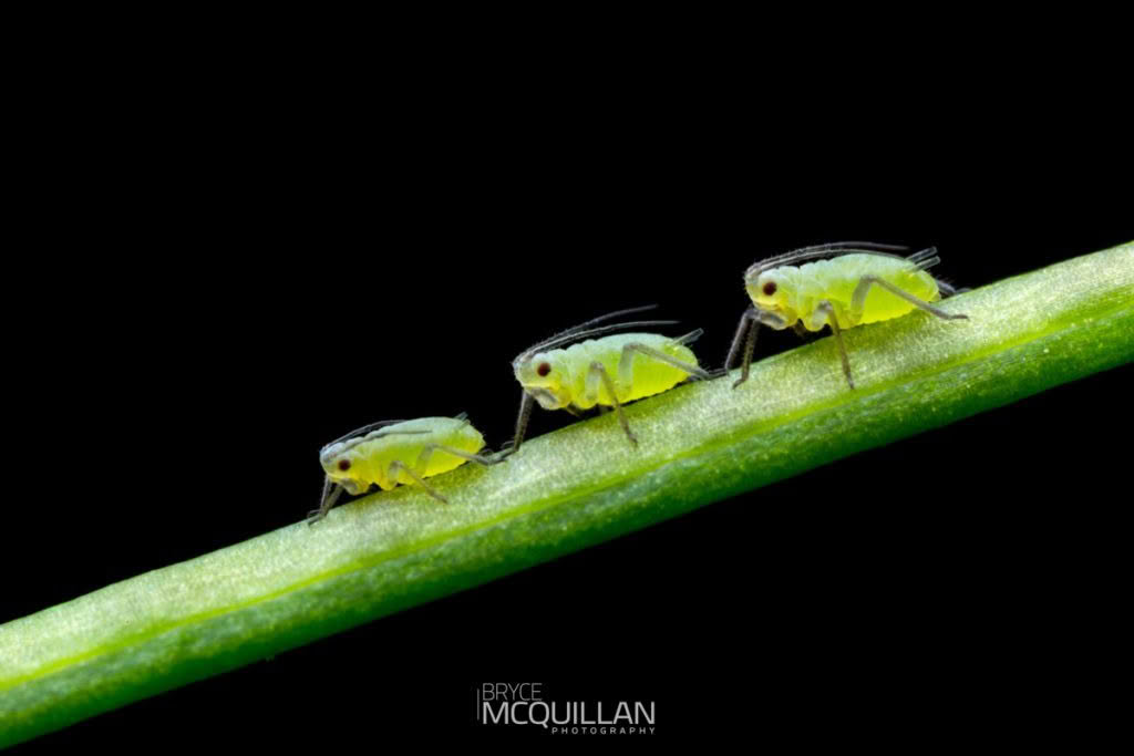 Aphids, photographed in New Zealand by Bryce McQuillan