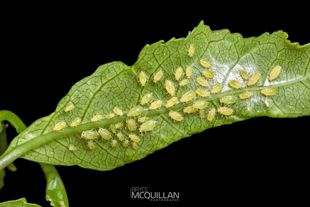 Aphids, photographed in New Zealand by Bryce McQuillan