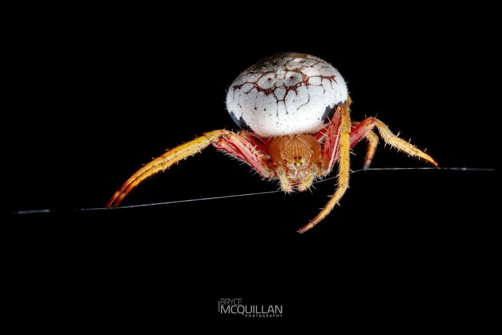 Zealaranea trinotata, Araenidae, photographed in New Zealand by Bryce McQuillan
