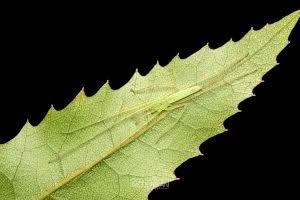 Ischalea spinipes, Desidae, photographed in New Zealand by Bryce McQuillan