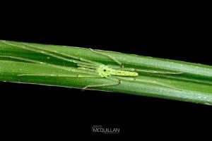 Ischalea spinipes, Desidae, photographed in New Zealand by Bryce McQuillan