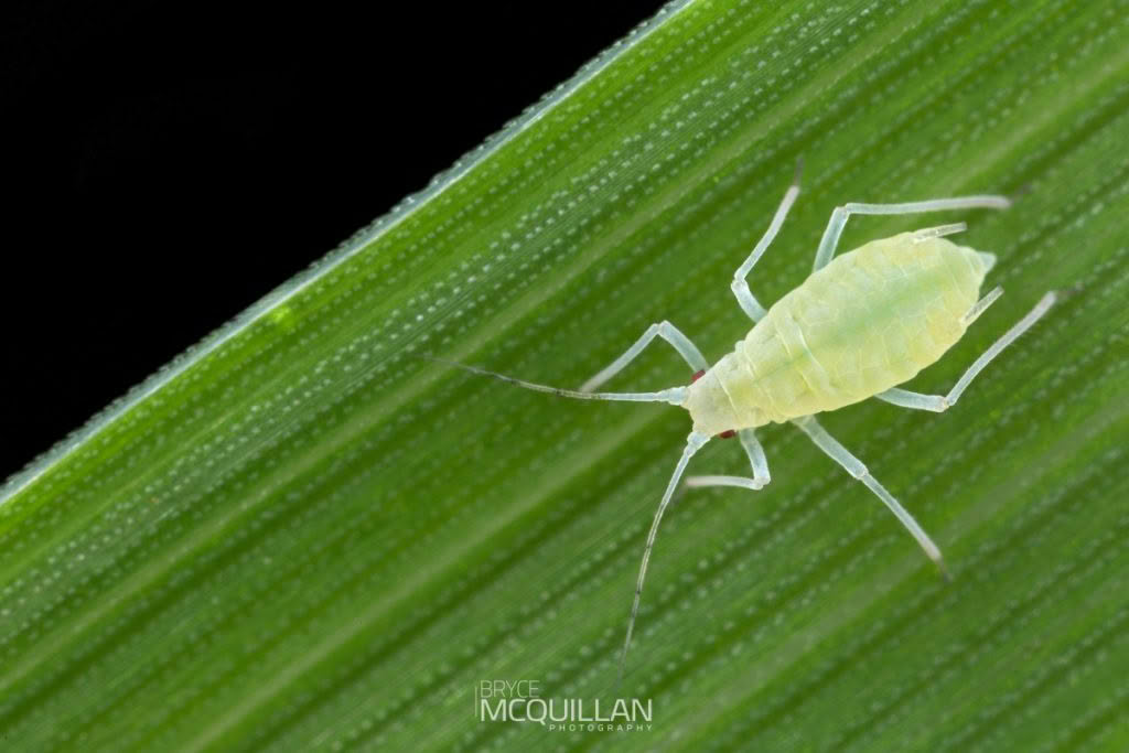 Aphids, photographed in New Zealand by Bryce McQuillan