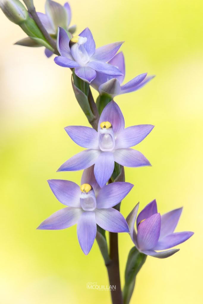 Thelymitra pauciflora orchid