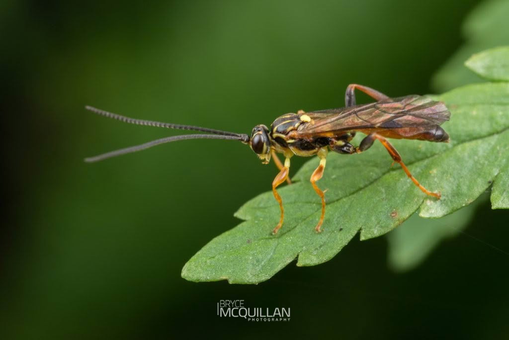 Unidentified Wasps, photographed in New Zealand by Bryce McQuillan