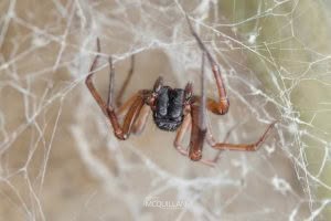 Badumna spp, Desidae, photographed in New Zealand by Bryce McQuillan