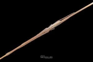 Ischalea spinipes, Desidae, photographed in New Zealand by Bryce McQuillan