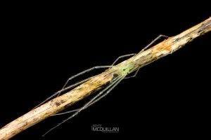 Ischalea spinipes, Desidae, photographed in New Zealand by Bryce McQuillan