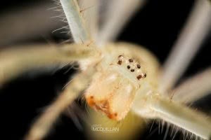 Ischalea spinipes, Desidae, photographed in New Zealand by Bryce McQuillan