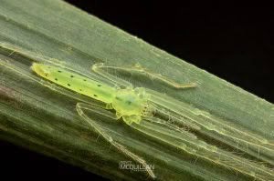 Ischalea spinipes, Desidae, photographed in New Zealand by Bryce McQuillan