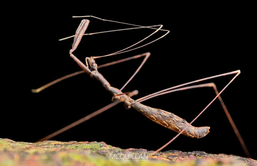New Zealand’s (Assassin bugs) photographed by Bryce McQuillan