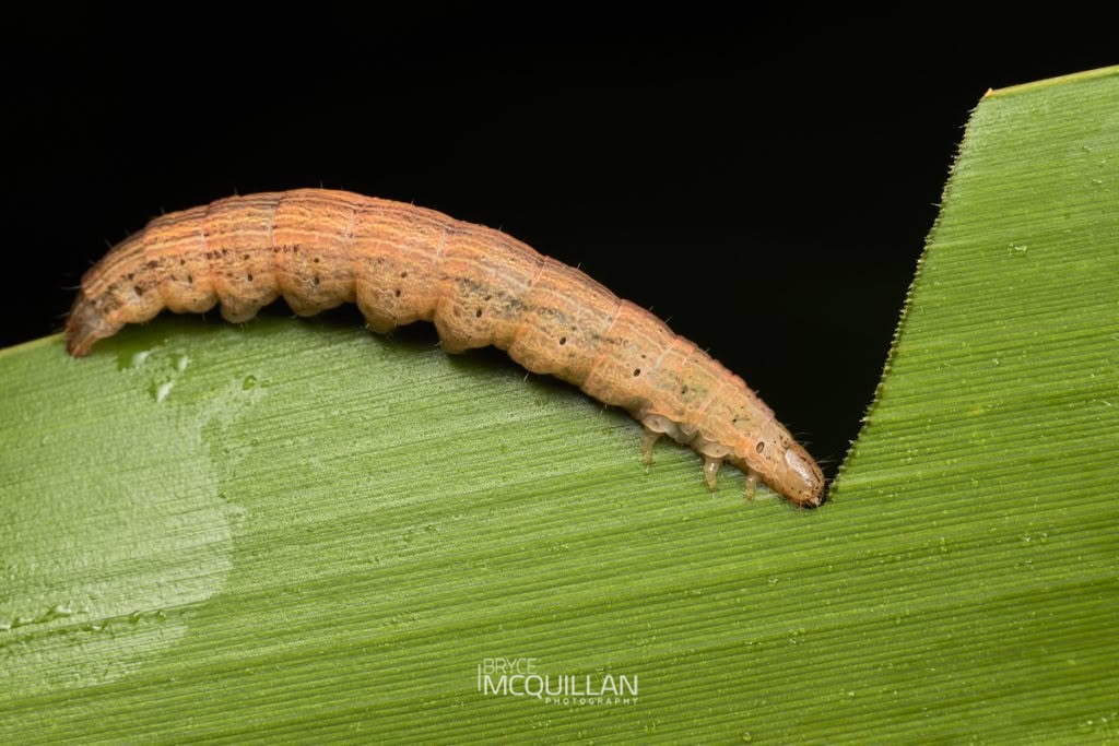 Flax notcher moth (Ichneutica steropastis), Noctuidae, photographed in New Zealand by Bryce McQuillan