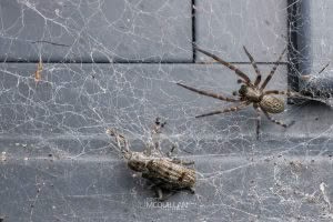 Badumna spp, Desidae, photographed in New Zealand by Bryce McQuillan