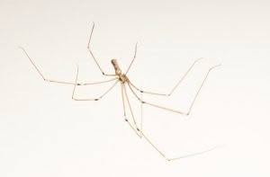 Cellar spiders, Pholcidae, photographed in New Zealand by Bryce McQuillan